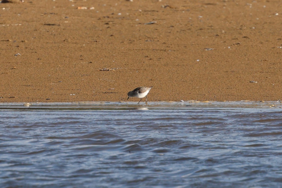 Küçük Kumkuşu - ML645502453