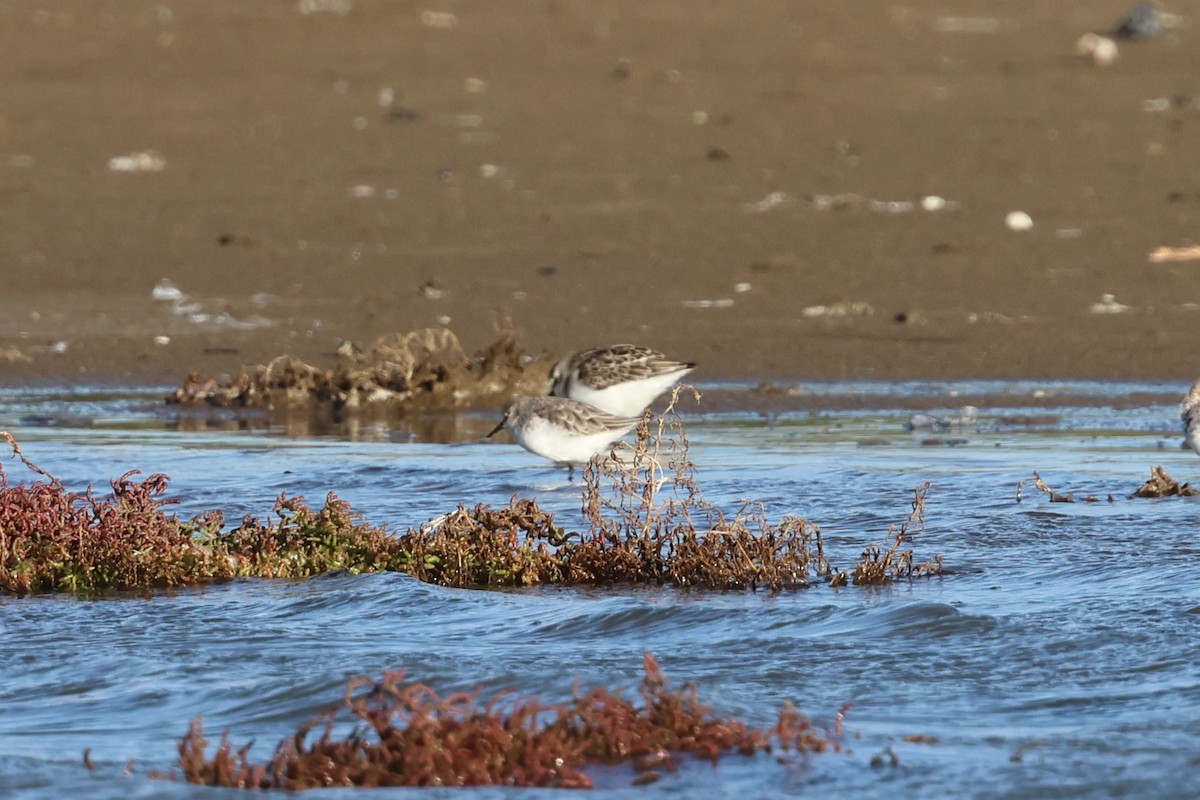 Küçük Kumkuşu - ML645502454