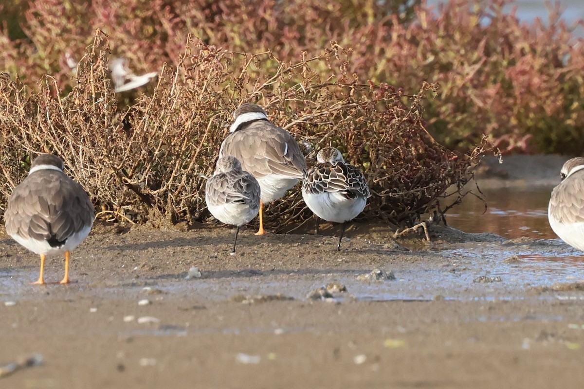 Küçük Kumkuşu - ML645502455