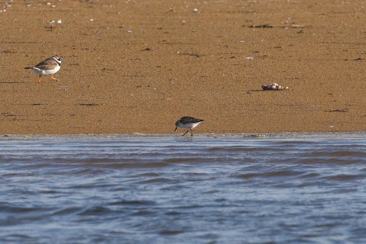 Küçük Kumkuşu - ML645502456