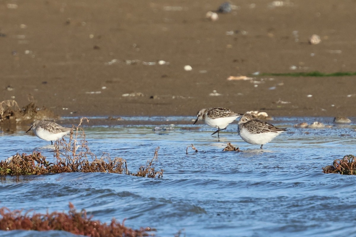 Küçük Kumkuşu - ML645502457