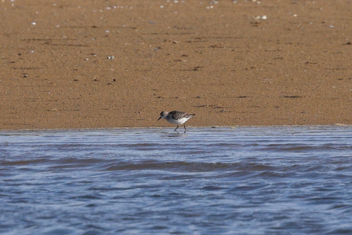 Küçük Kumkuşu - ML645502458