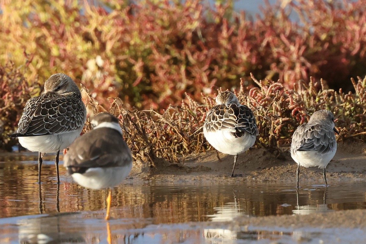 Küçük Kumkuşu - ML645502459