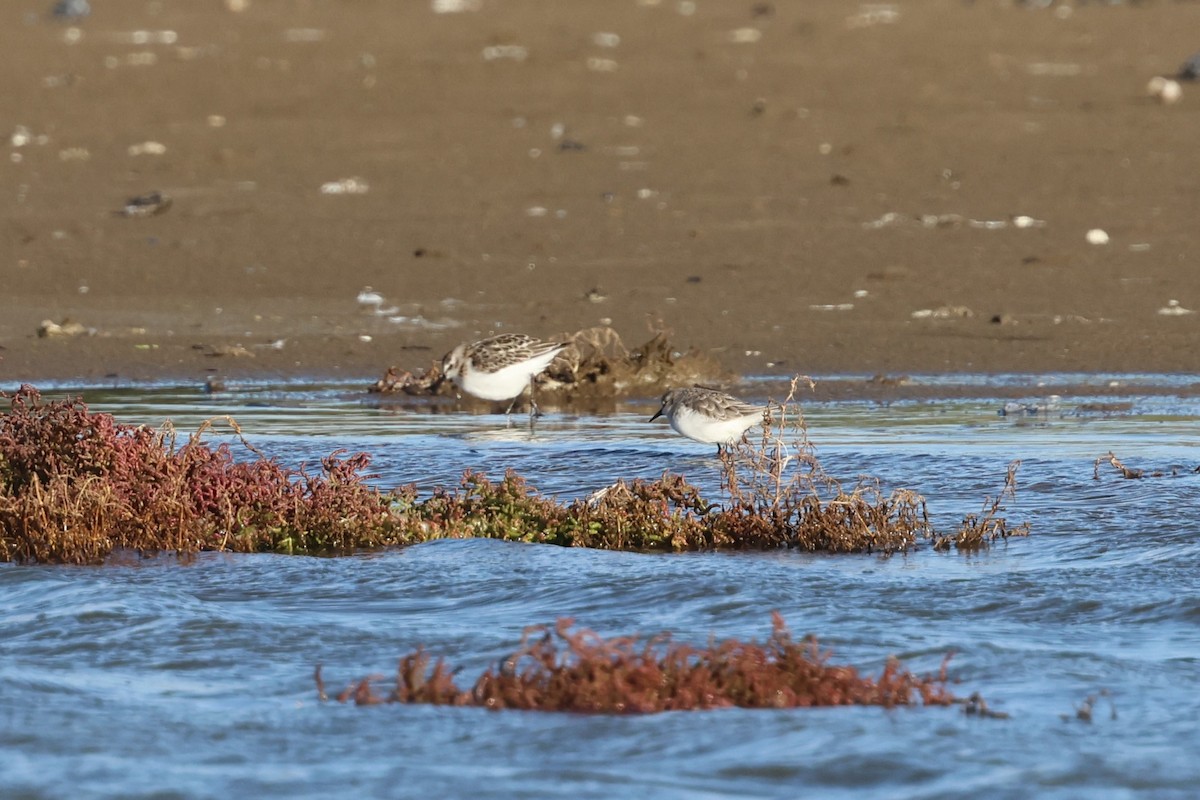 Küçük Kumkuşu - ML645502460