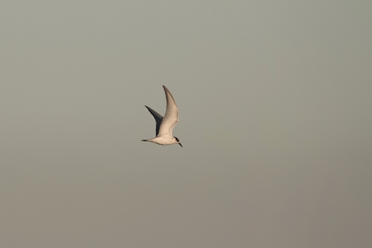 クロハラアジサシ - ML645502465