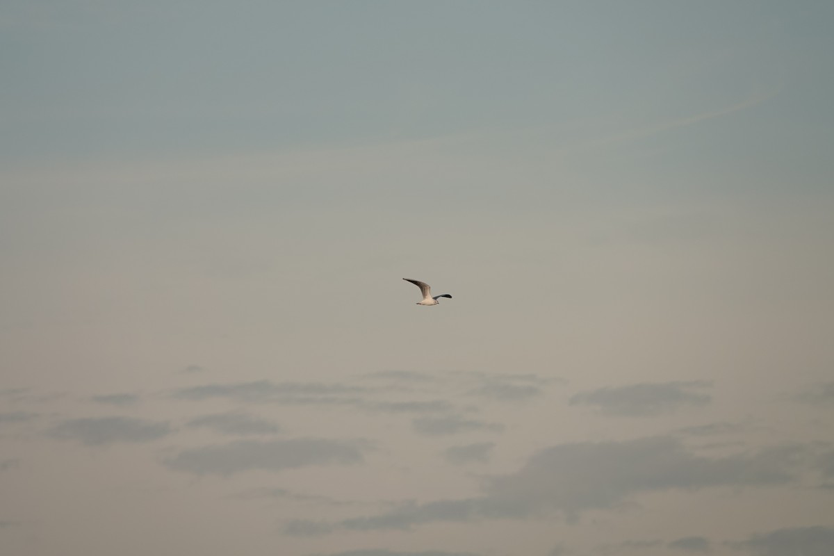 クロハラアジサシ - ML645502466