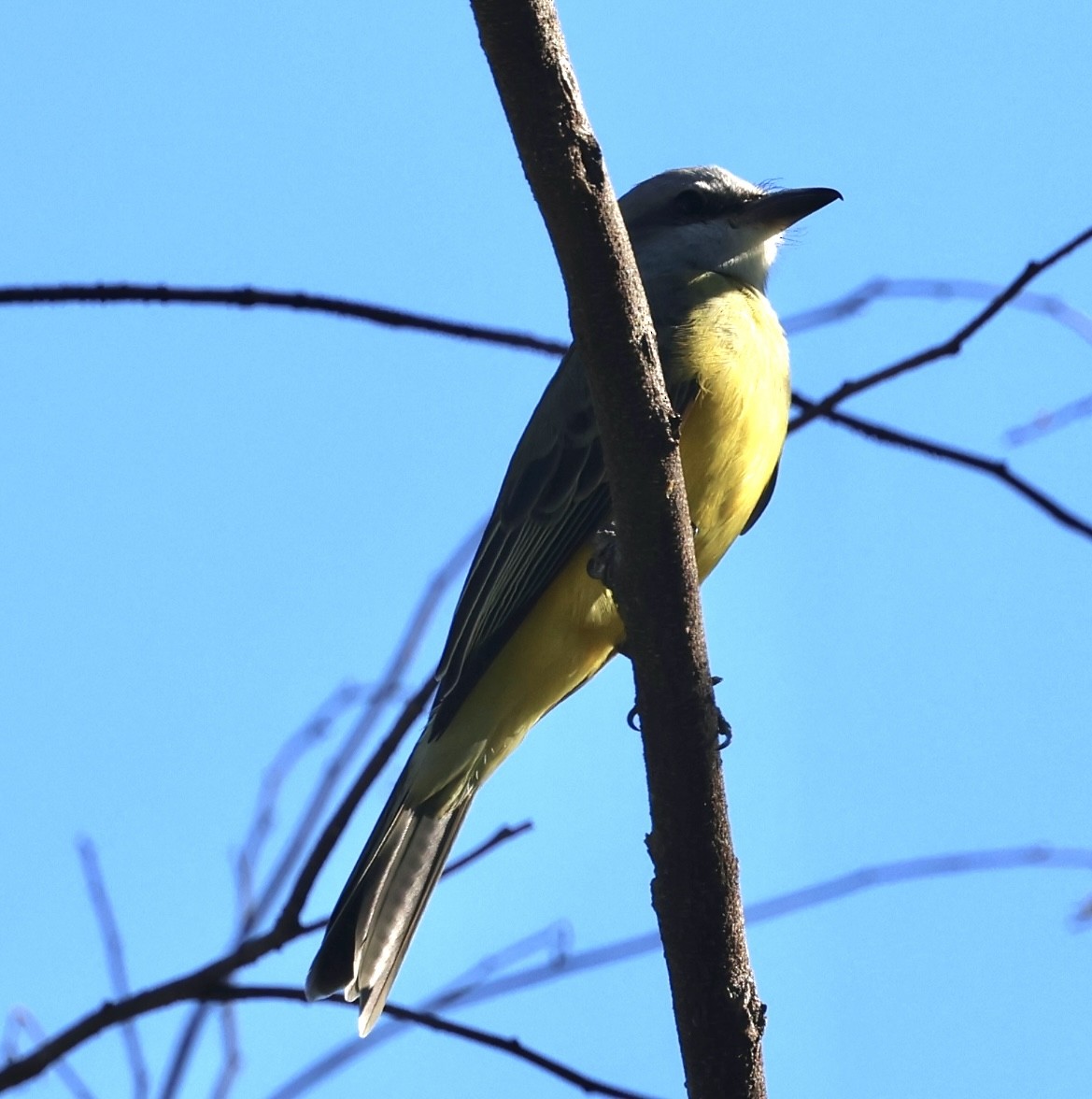 オリーブタイランチョウ - ML645502470