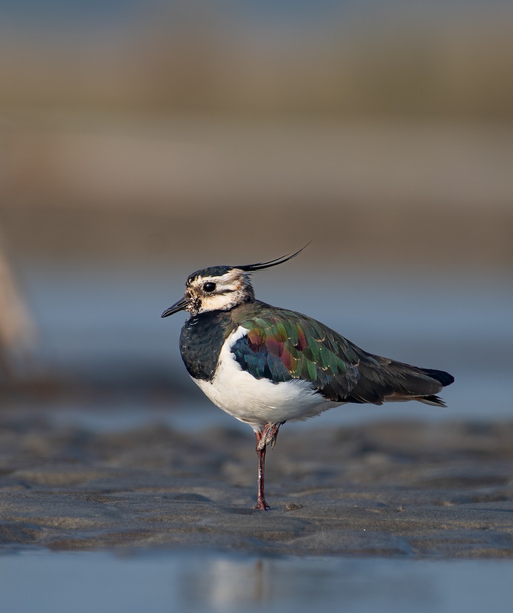 Northern Lapwing - ML645502493
