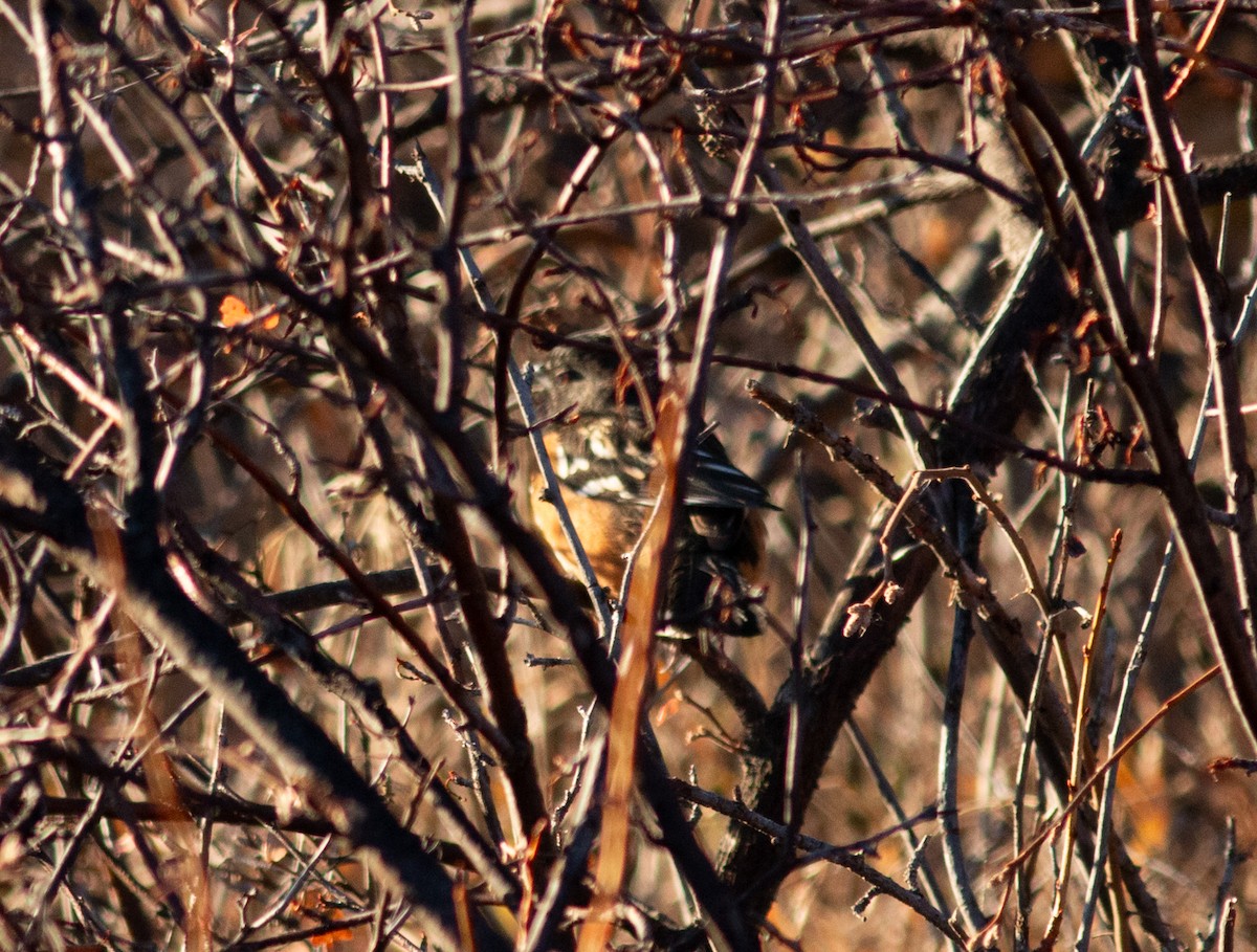 Spotted Towhee - ML645502495