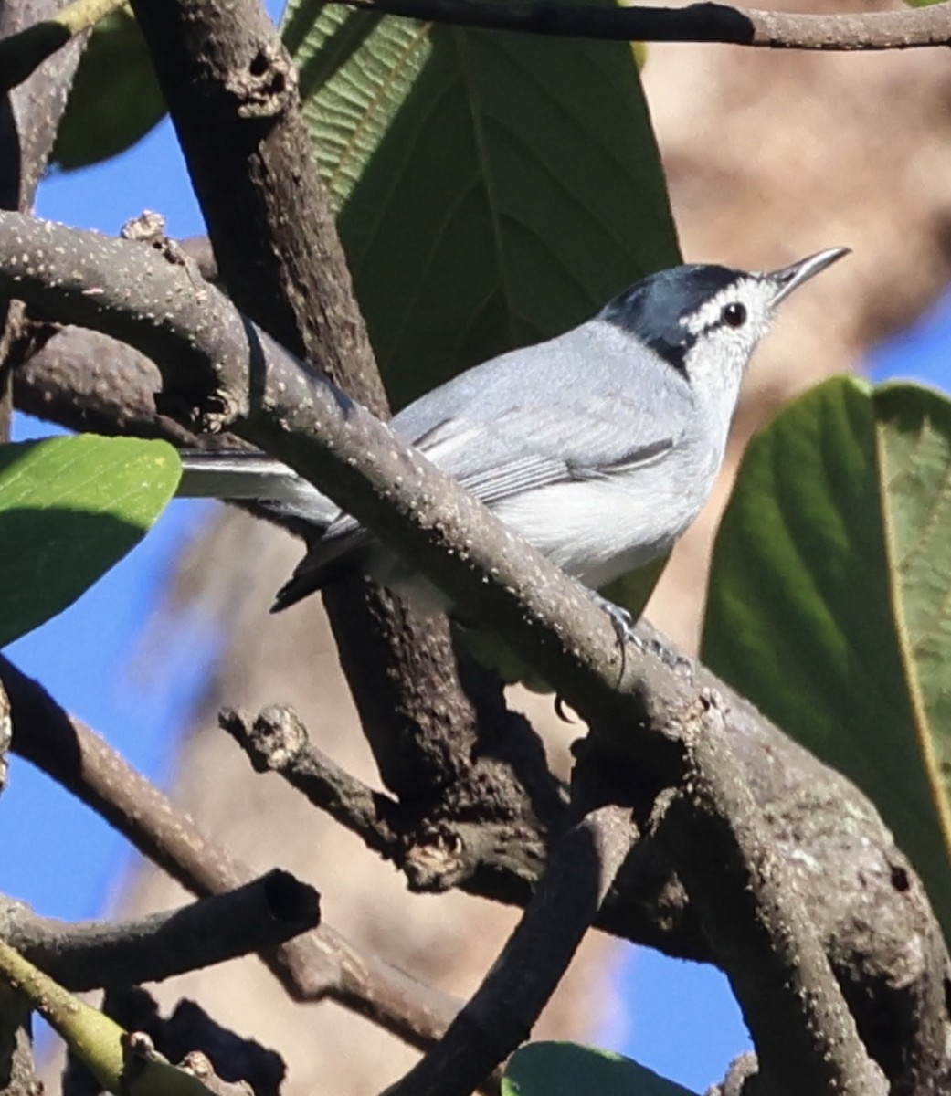 Ak Kaşlı Tropikal Bitkuşu - ML645502497