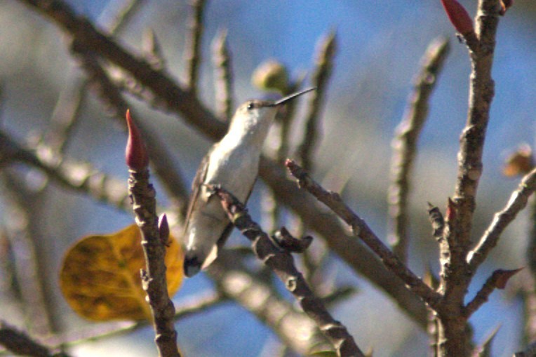 Slender Sheartail - ML645502499