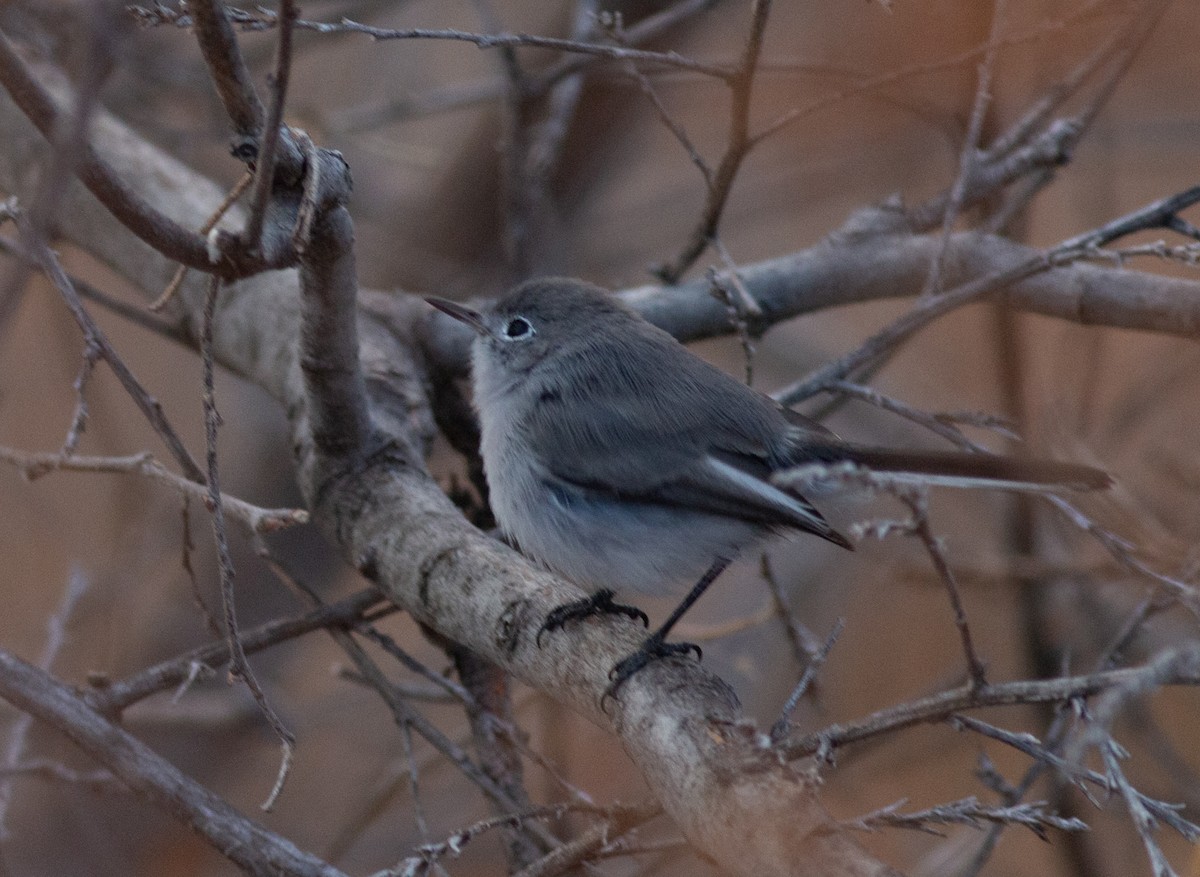 Blue-gray Gnatcatcher - ML645502502
