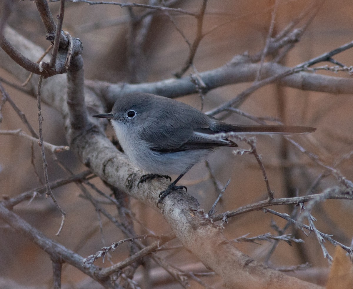 Blue-gray Gnatcatcher - ML645502503