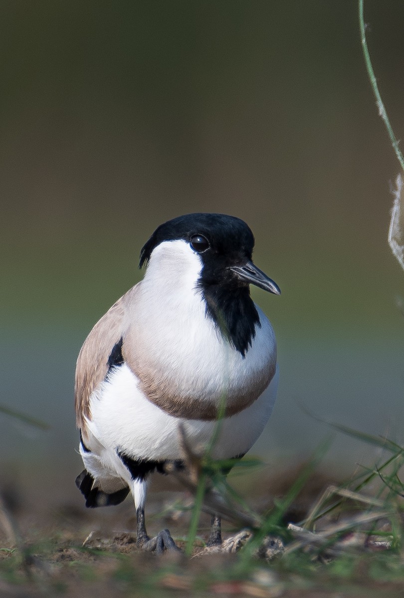 River Lapwing - ML645502507