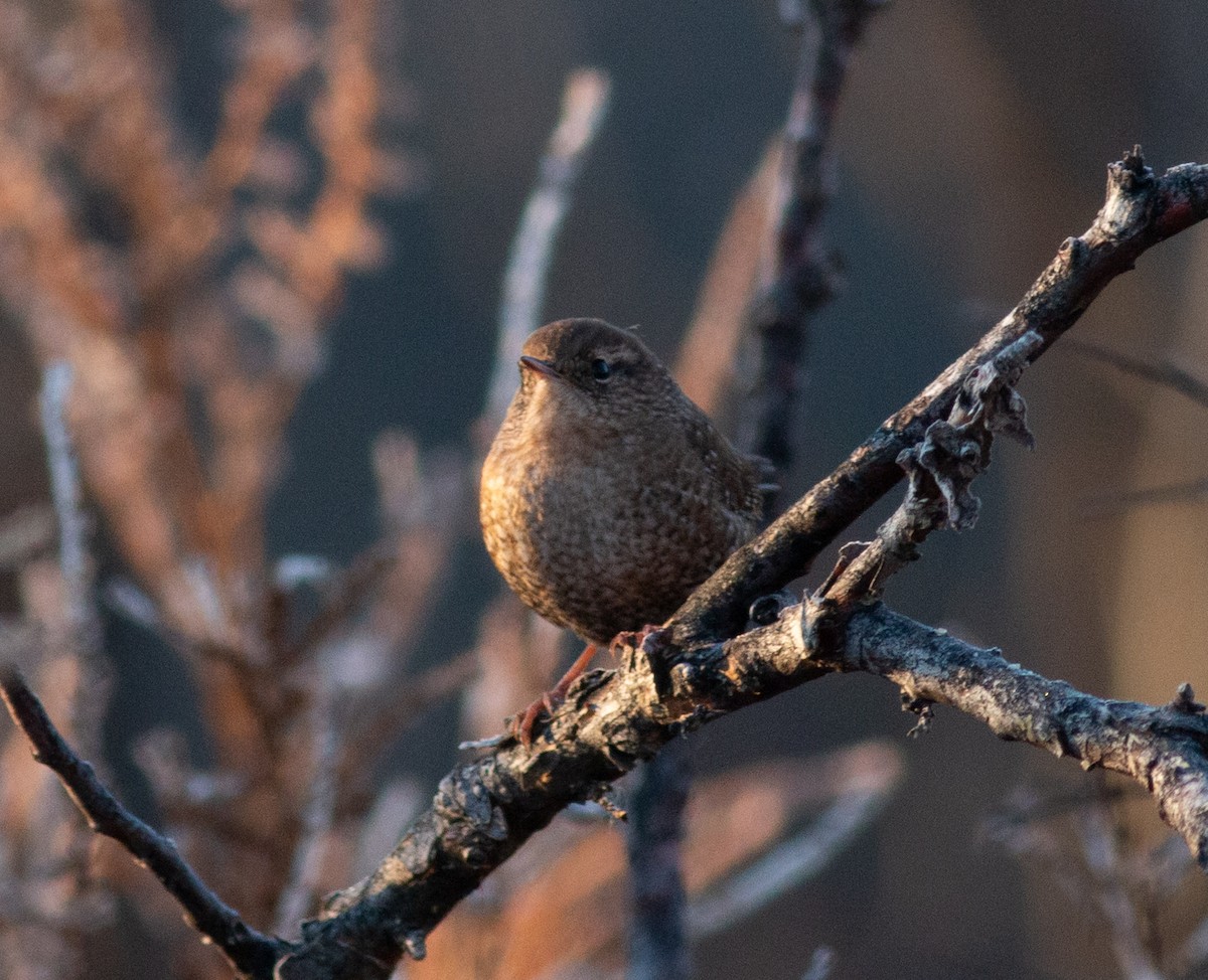 Winter Wren - ML645502509