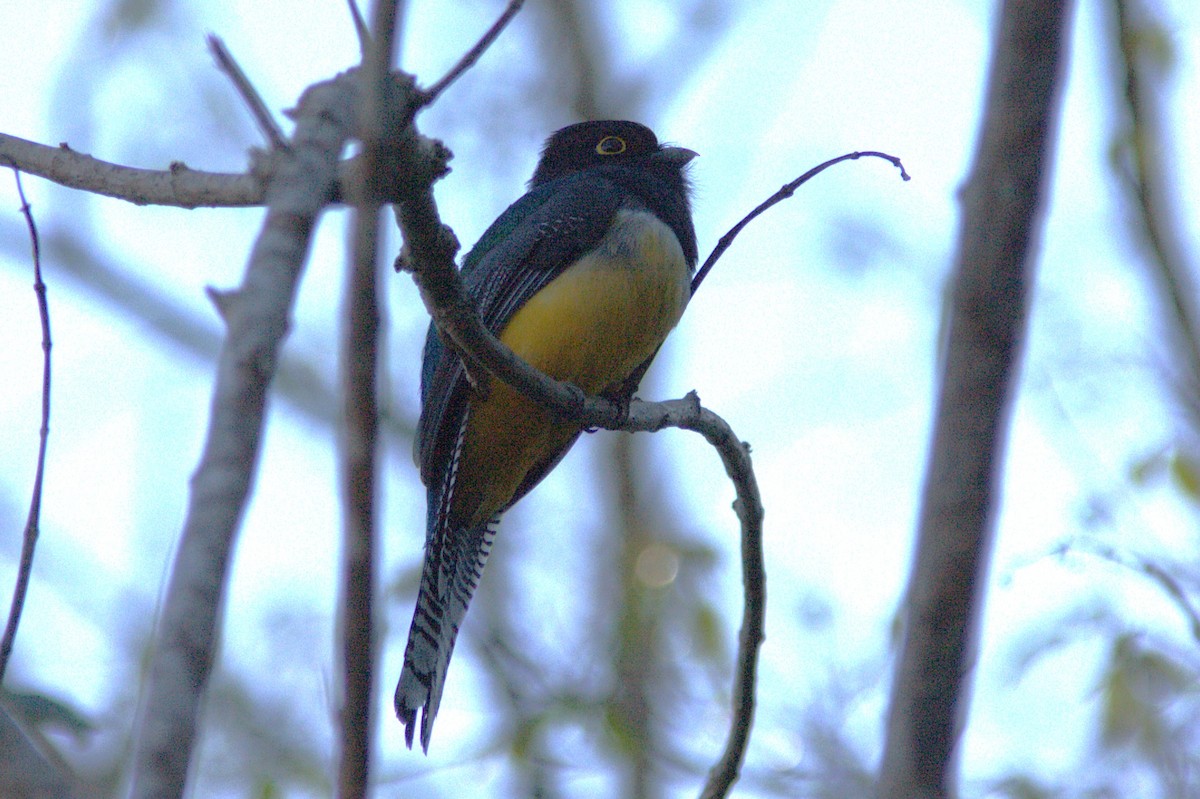 Gartered Violaceous Trogon - ML645502511