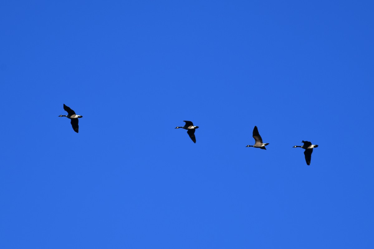 Canada Goose - ML645502520