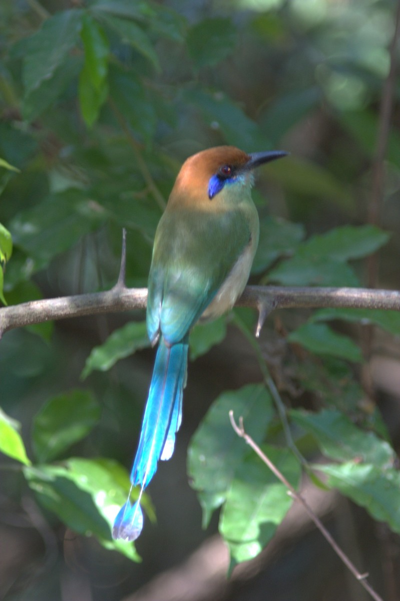 Russet-crowned Motmot - ML645502522