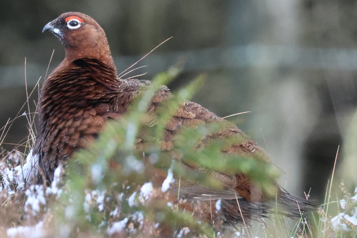 Red Grouse - ML645502530
