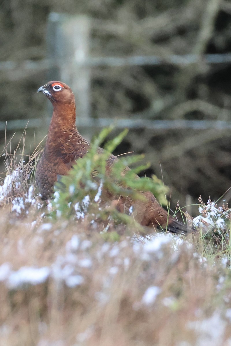 Red Grouse - ML645502531