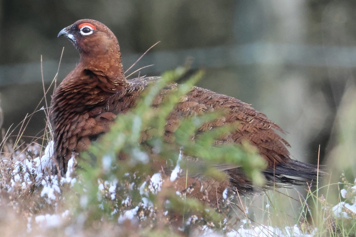Red Grouse - ML645502532