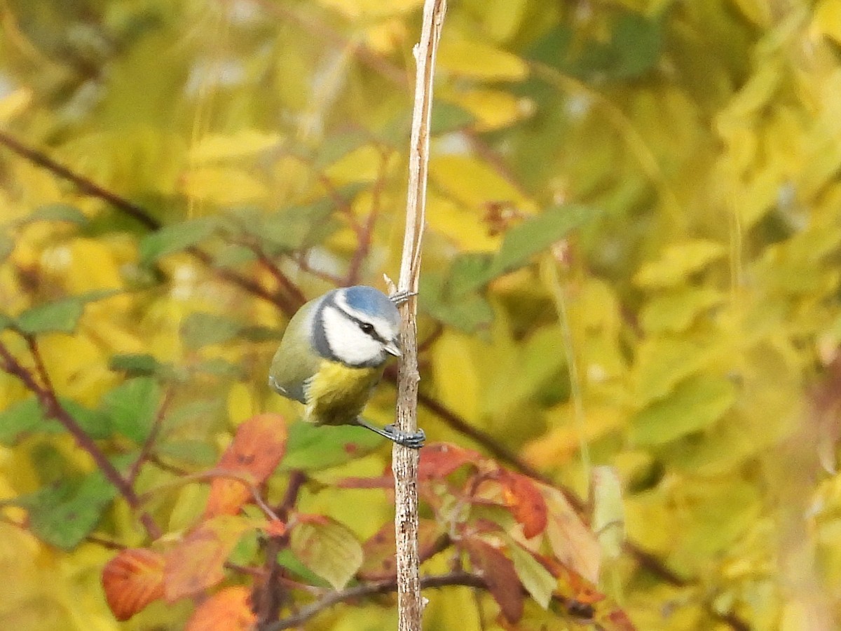 Eurasian Blue Tit - ML645502538