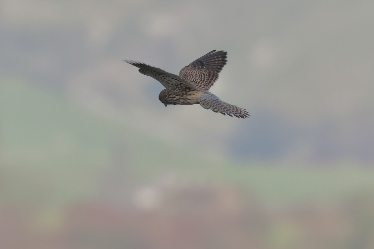 Eurasian Kestrel - ML645502539
