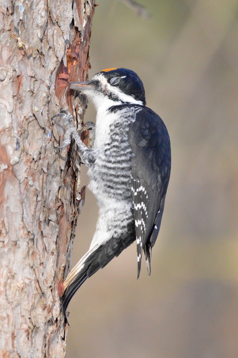Black-backed Woodpecker - ML645502540