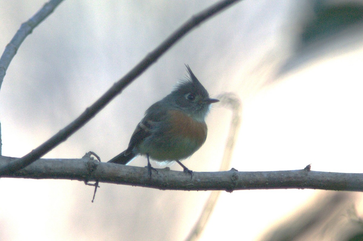 Belted Flycatcher - ML645502542