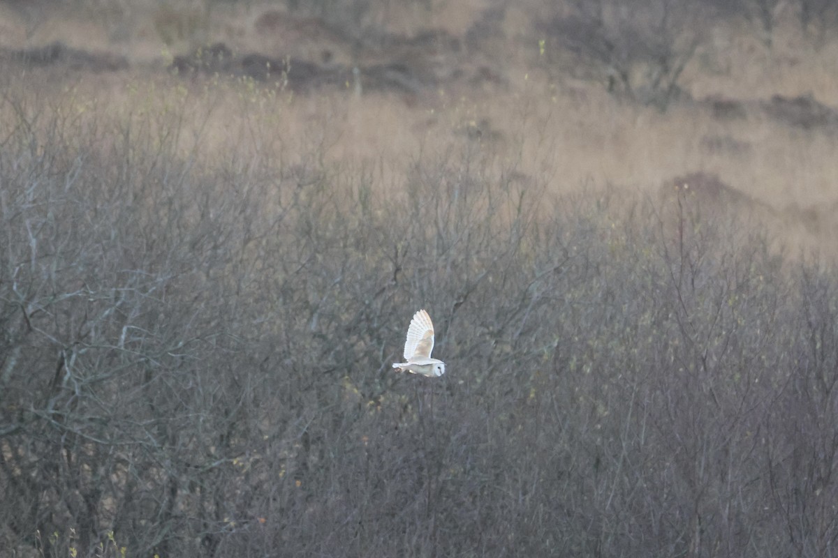 Western Barn Owl - ML645502546