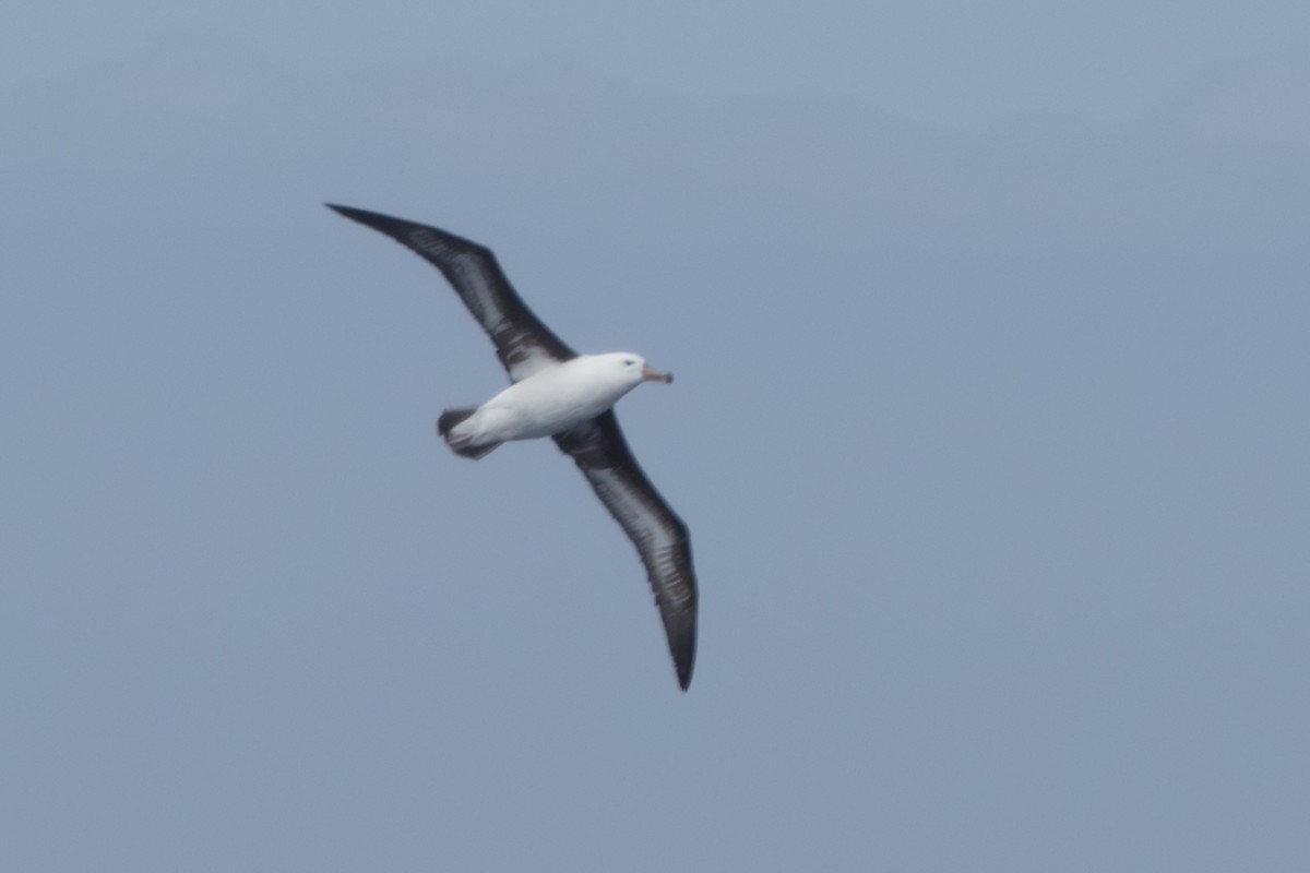 Schwarzbrauenalbatros - ML645502550