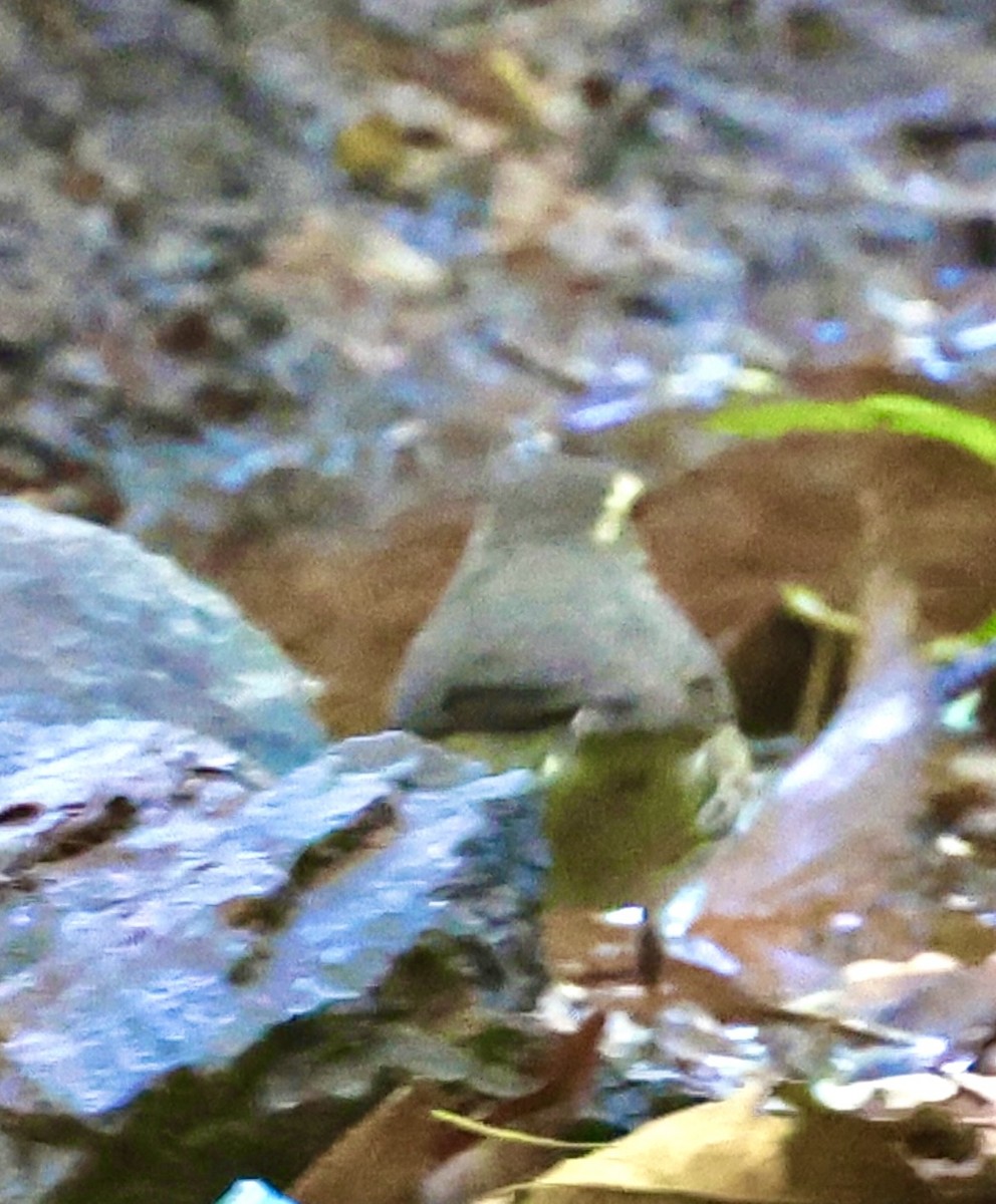 Northern Waterthrush - ML645502553