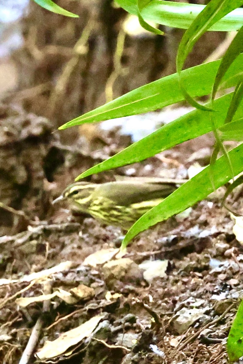 Northern Waterthrush - ML645502554