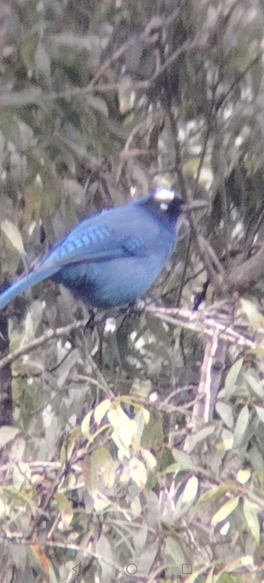 Chara de Steller - ML645502555