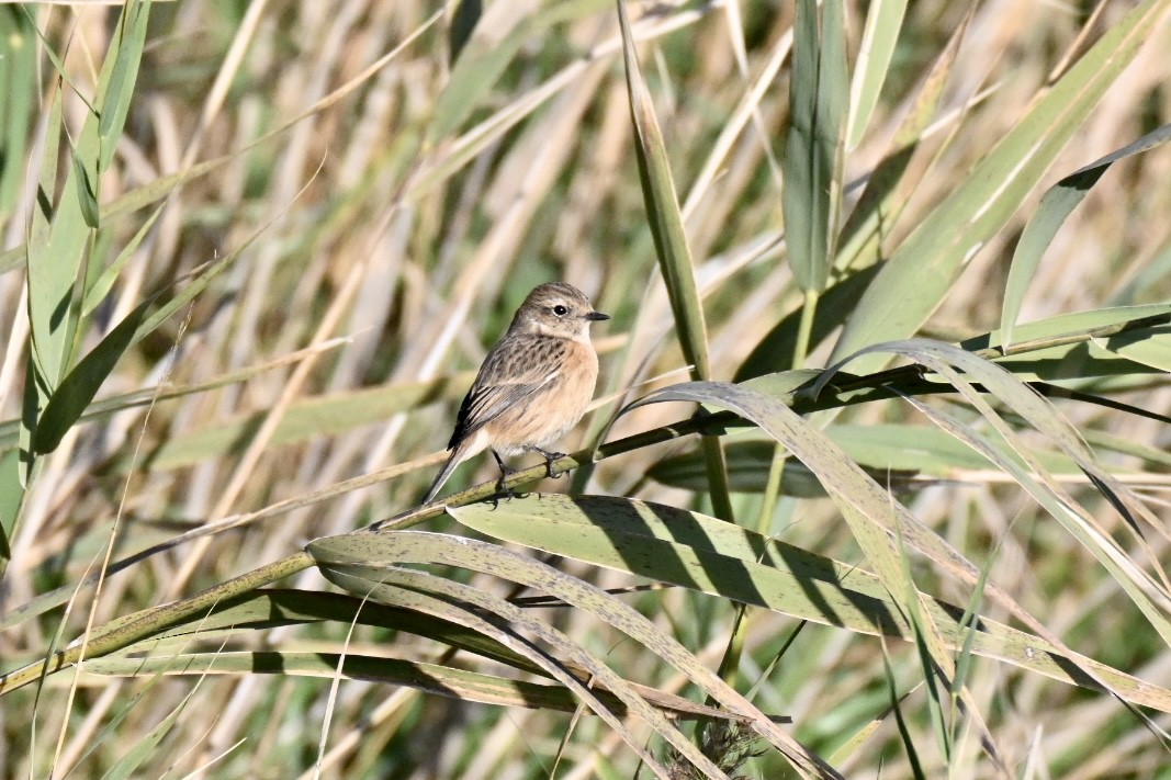 European Stonechat - ML645502558