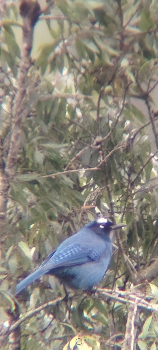 Chara de Steller - ML645502560