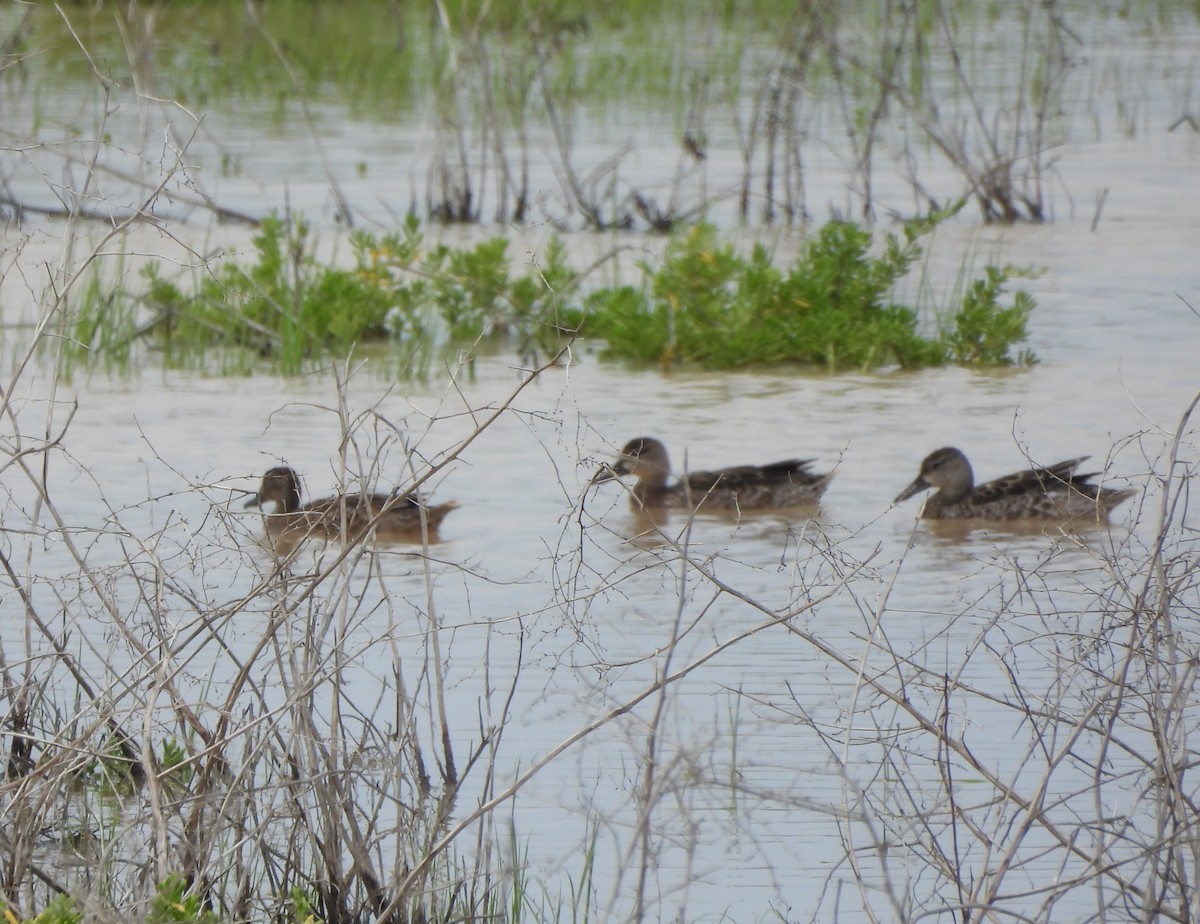 Zertzeta hegalurdina - ML645502562