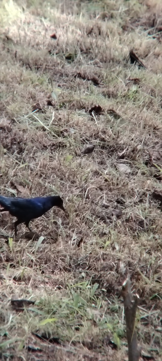 Great-tailed Grackle - ML645502563
