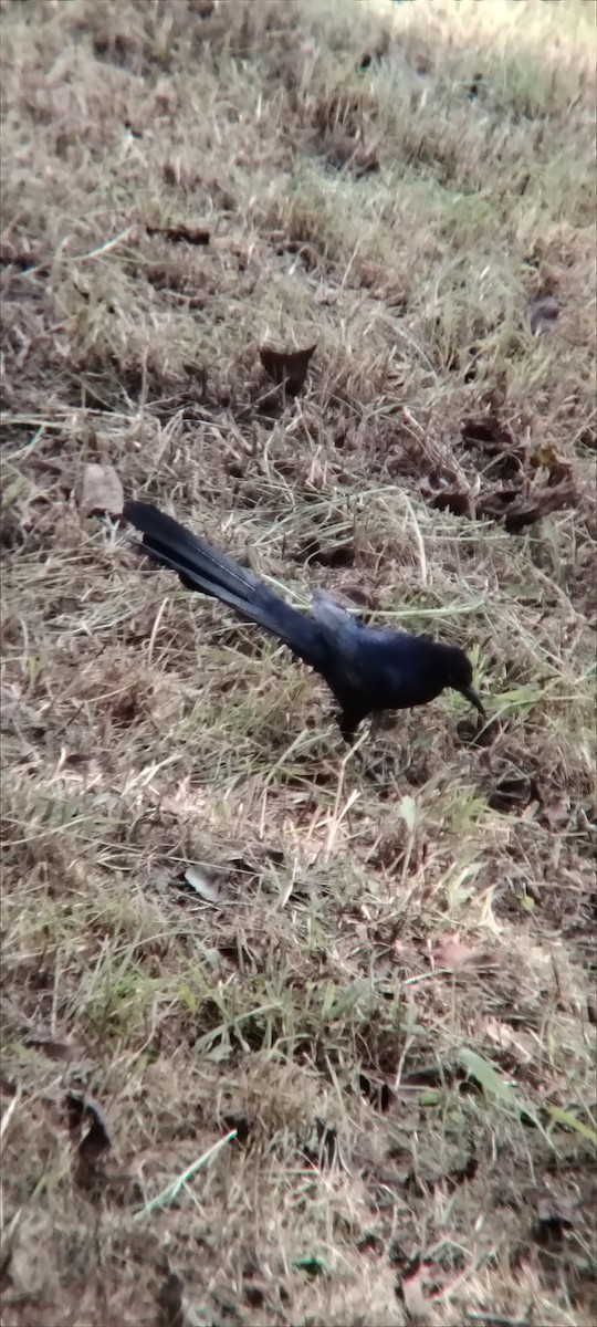 Great-tailed Grackle - ML645502569