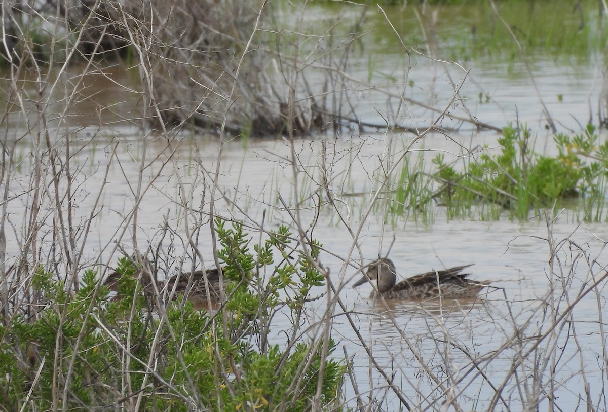 Zertzeta hegalurdina - ML645502570