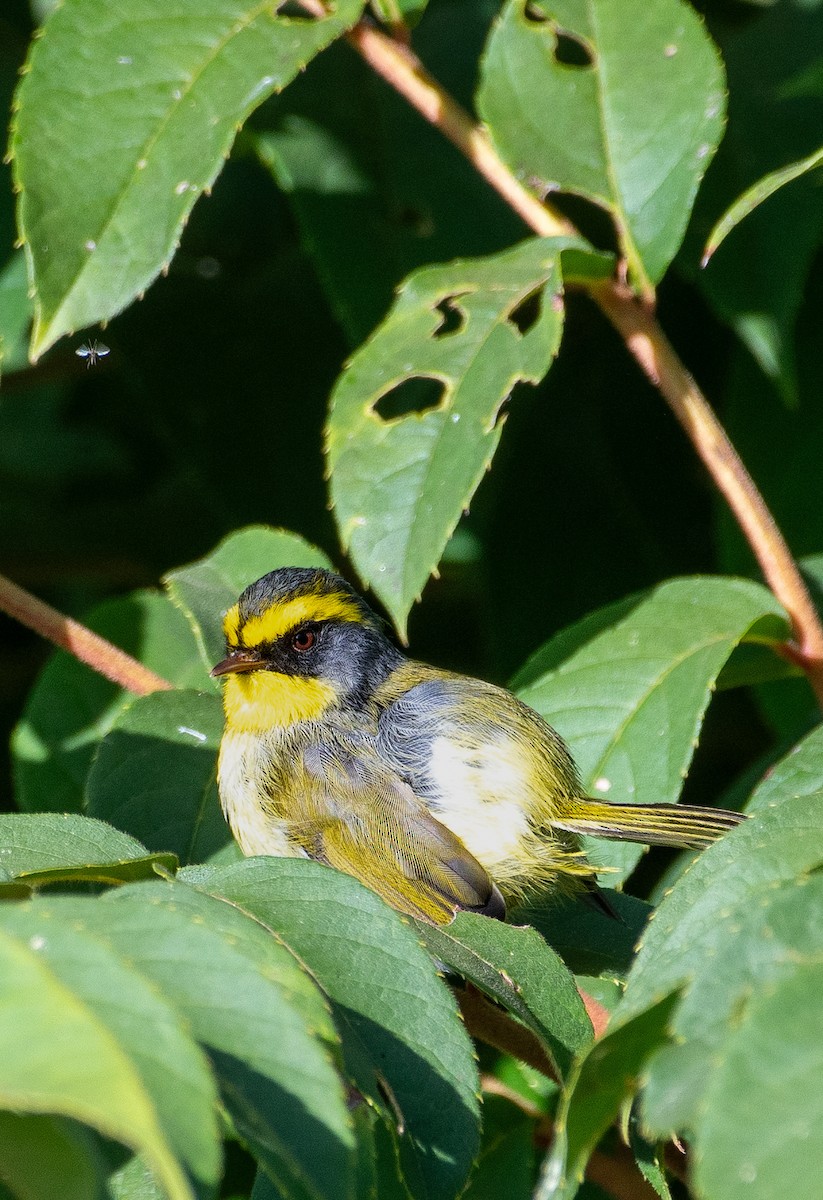 Black-faced Warbler - ML645502578