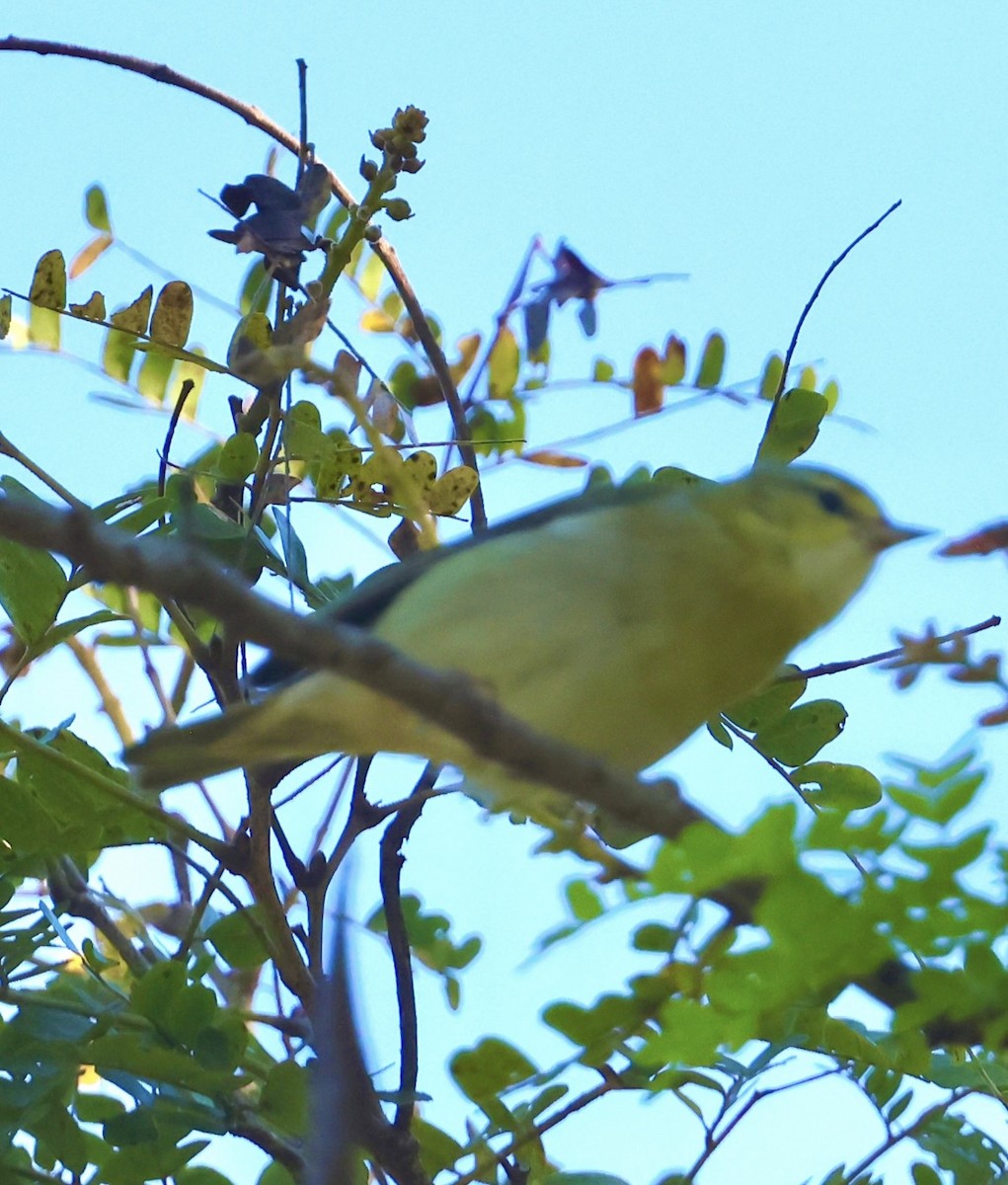 Tennessee Warbler - ML645502582