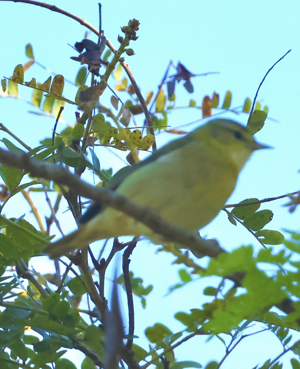 Tennessee Warbler - ML645502583