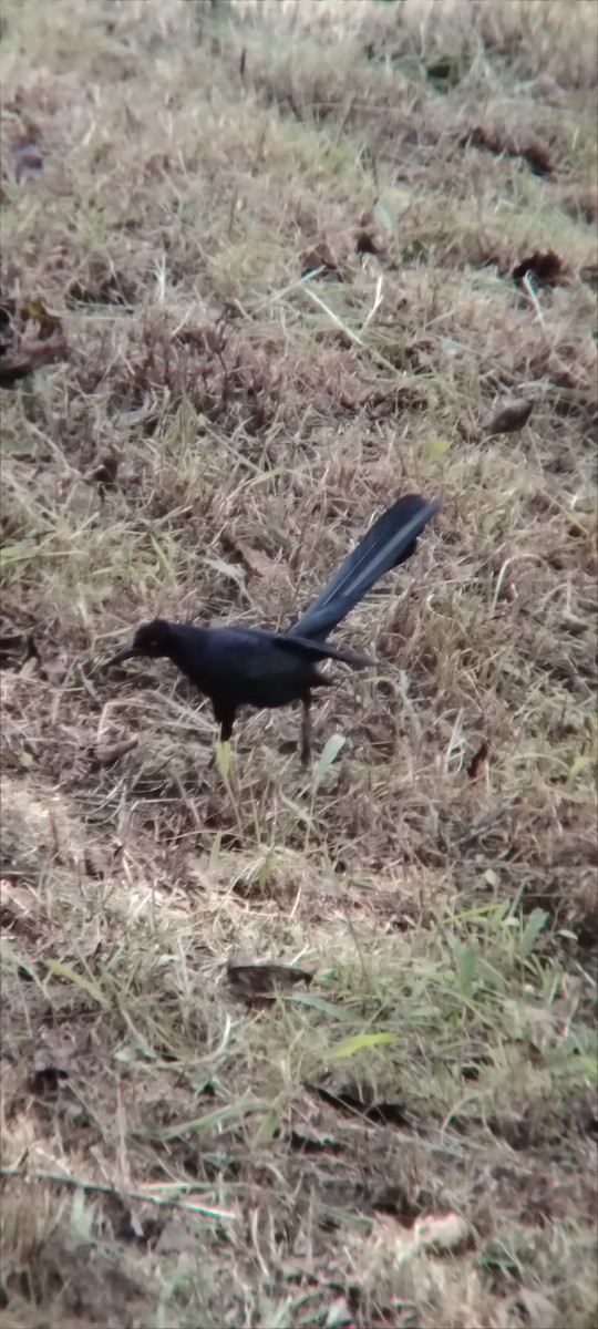 Great-tailed Grackle - ML645502587