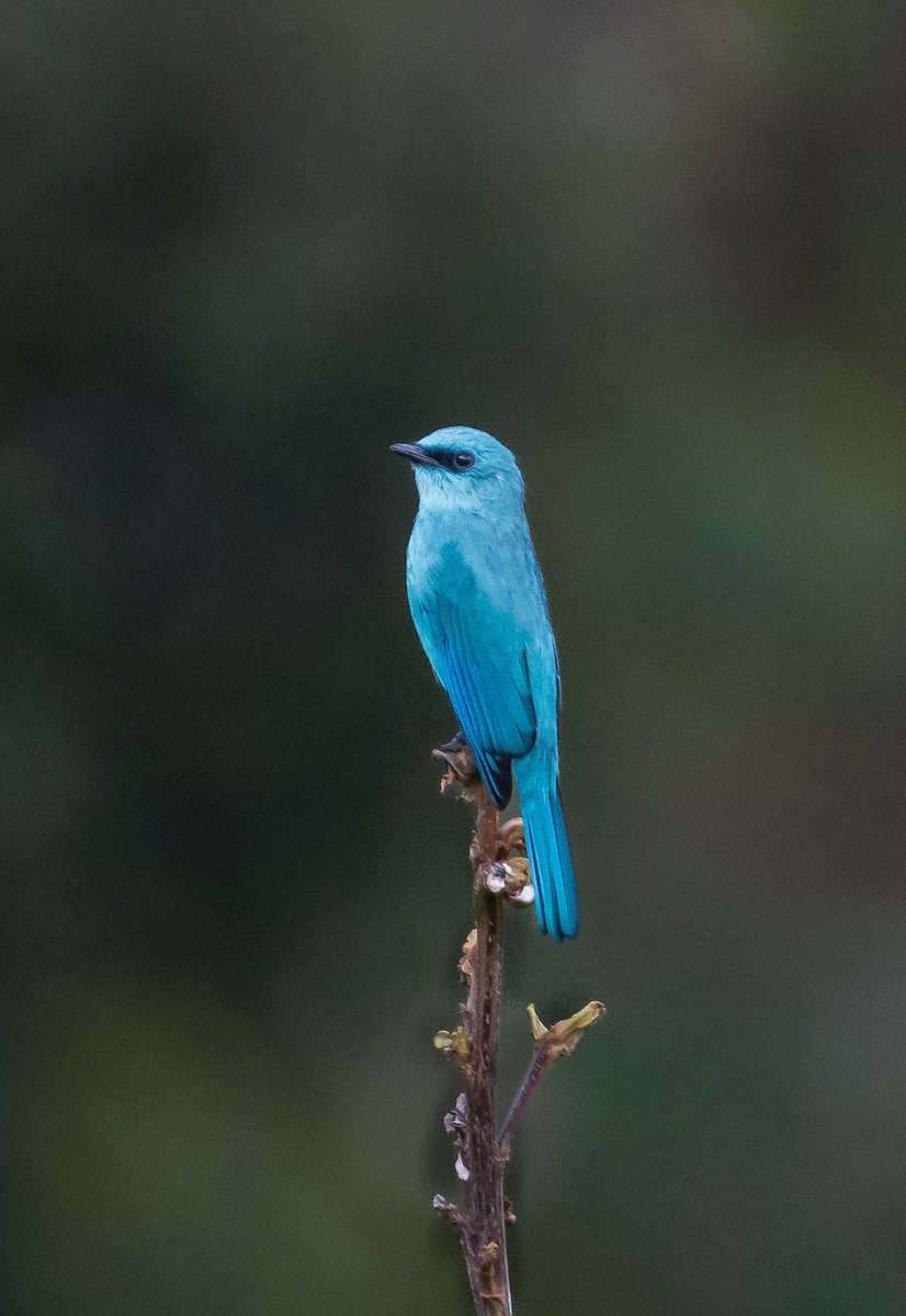 Verditer Flycatcher - ML645502598