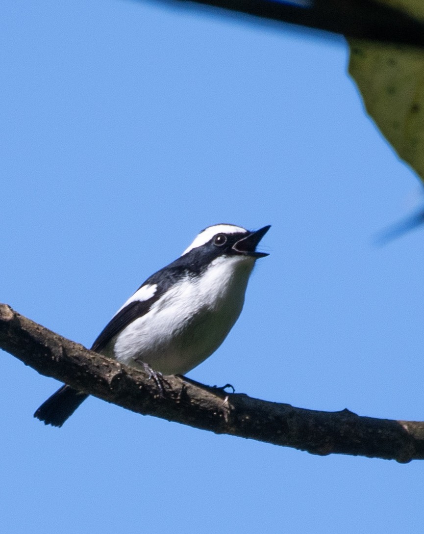 Little Pied Flycatcher - ML645502606
