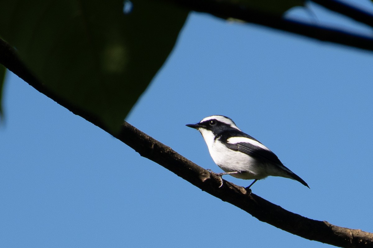 Little Pied Flycatcher - ML645502607