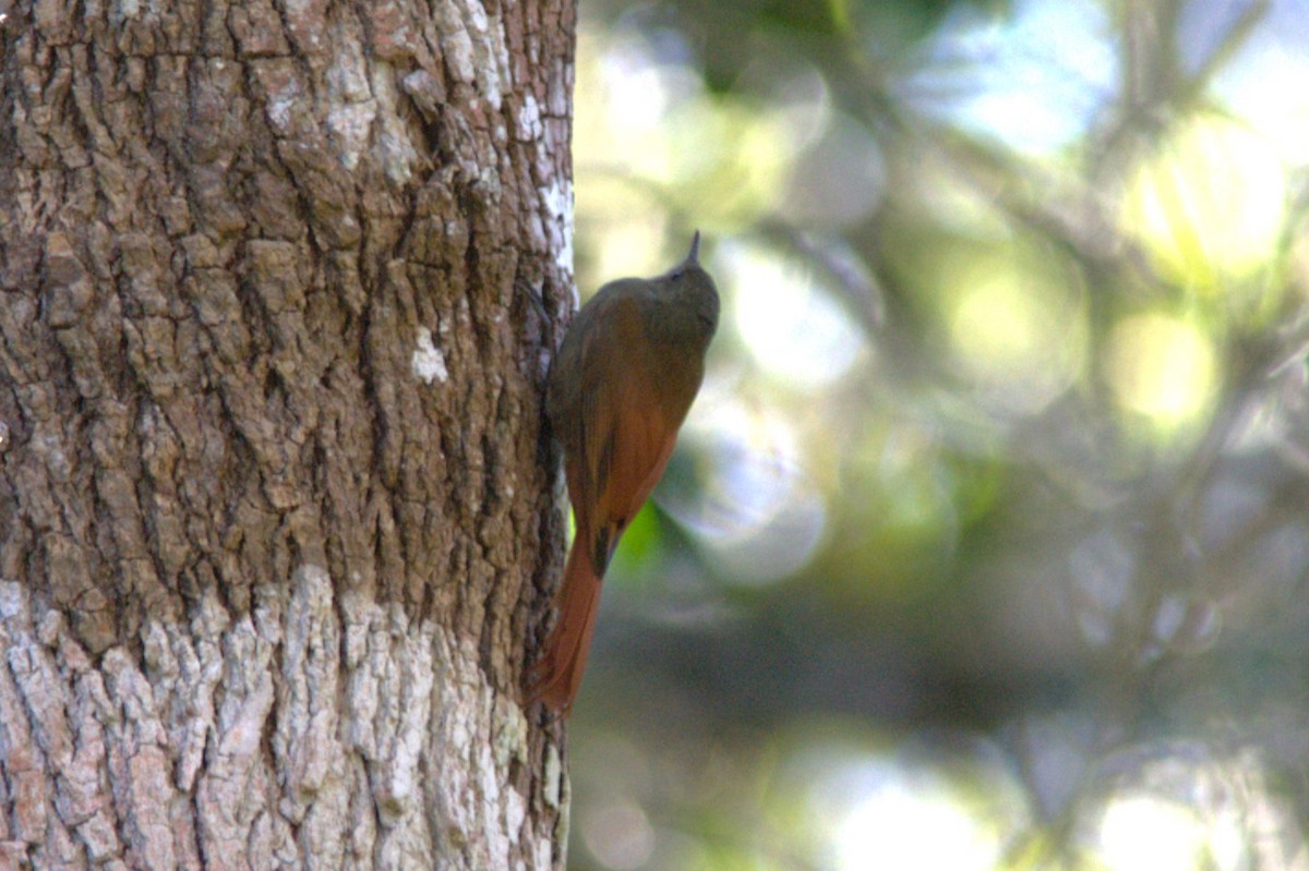 Olivaceous Woodcreeper (Grayish) - ML645502621