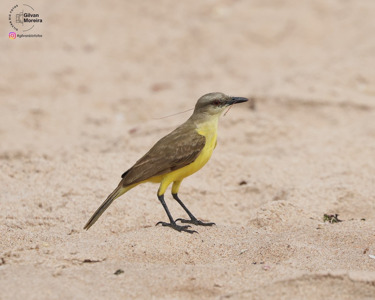 Cattle Tyrant - ML645502635