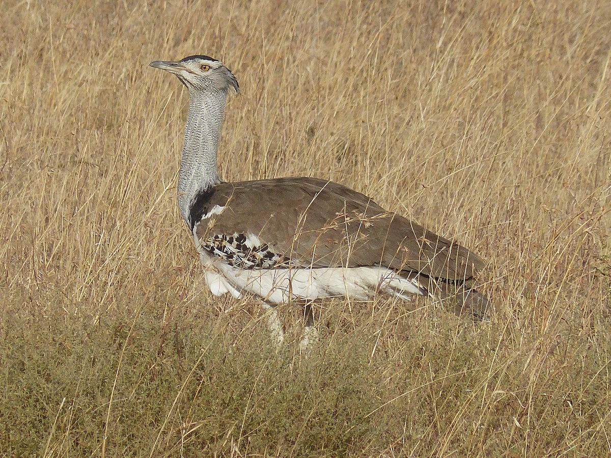 アフリカオオノガン - ML645502637